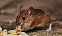 24 Hour & Emergency Exterminators in Colo Spgs, CO